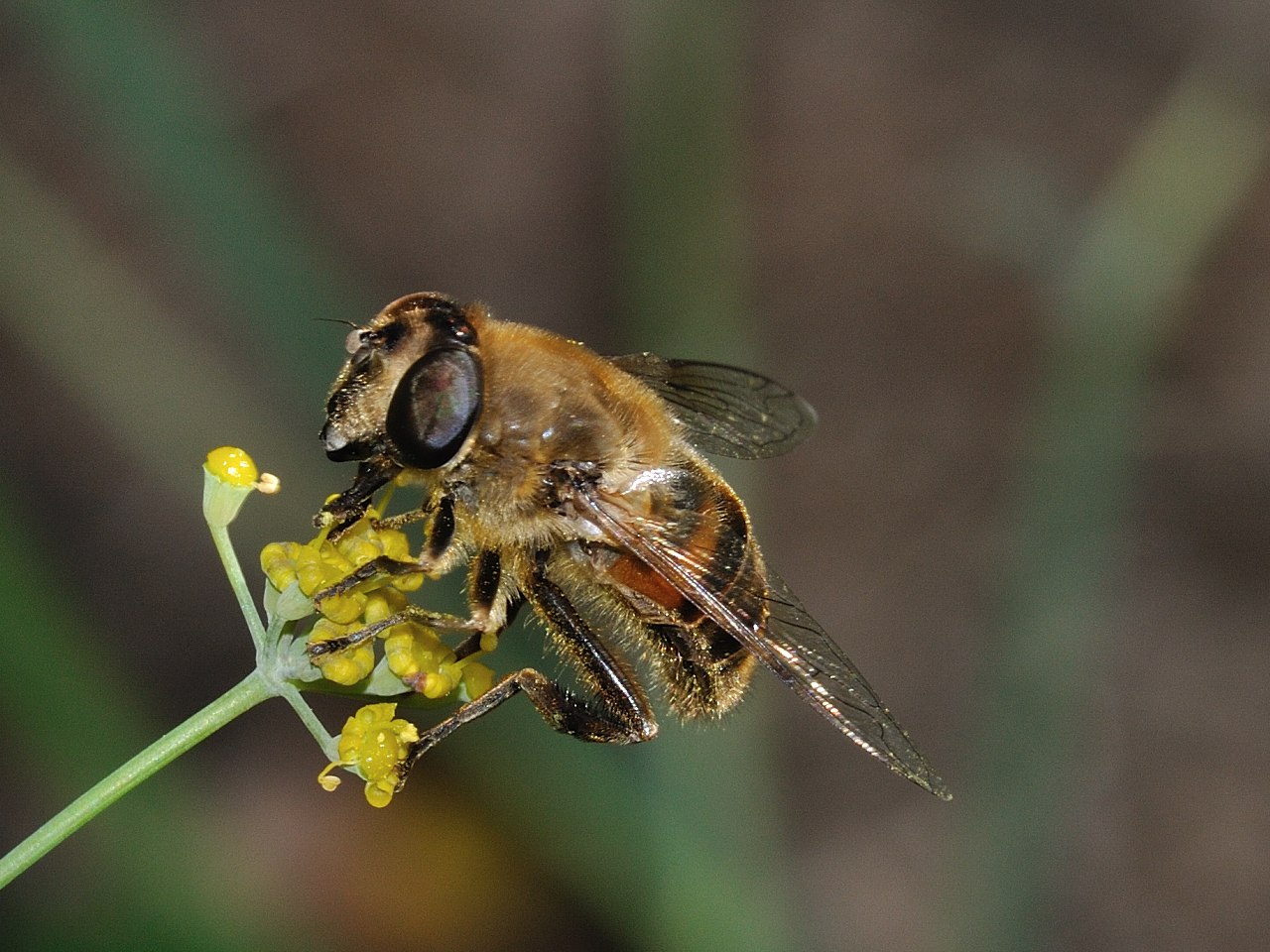 Eristalis (Quale?)